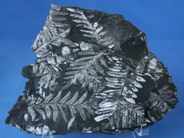 <i>Alethopteris/Pecopteris</i> - fossil ferns
